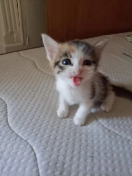 Maya adorabile gattina 4 mesi multicolore