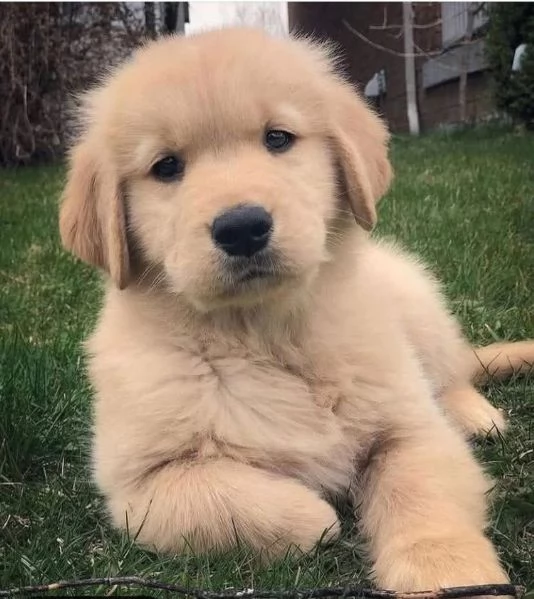 Golden Retriever cuccioli maschio e femmina | Foto 0