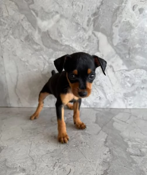 Pinscher Mini cuccioli maschio e femmina | Foto 0