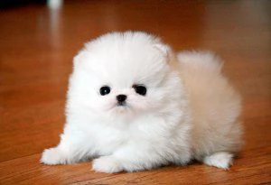 Regalo Pomeranian Toy cuccioli maschio e femmina