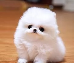 Regalo Pomeranian Toy cuccioli maschio e femmina | Foto 0