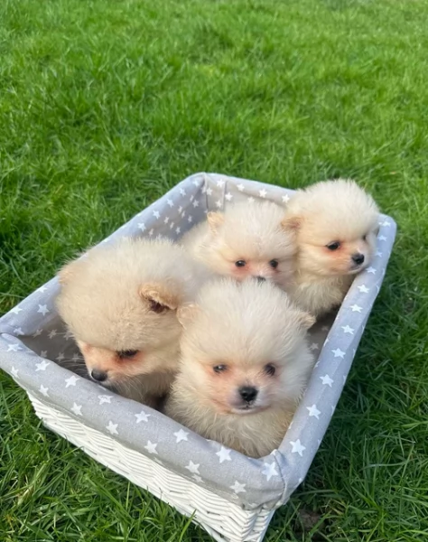 Disponibilitagrave volpino pomerania | Foto 3