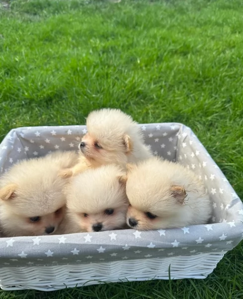 Disponibilitagrave volpino pomerania | Foto 2