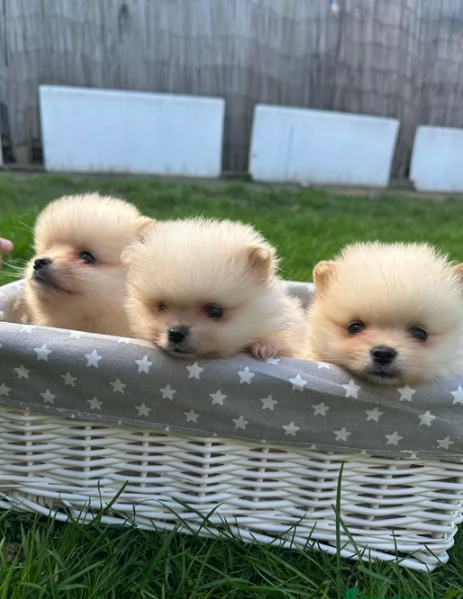 Disponibilitagrave volpino pomerania | Foto 1