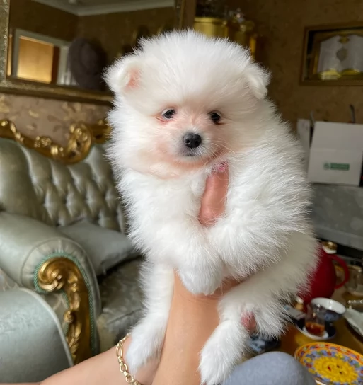 volpino pomerania toy per ladozione | Foto 2