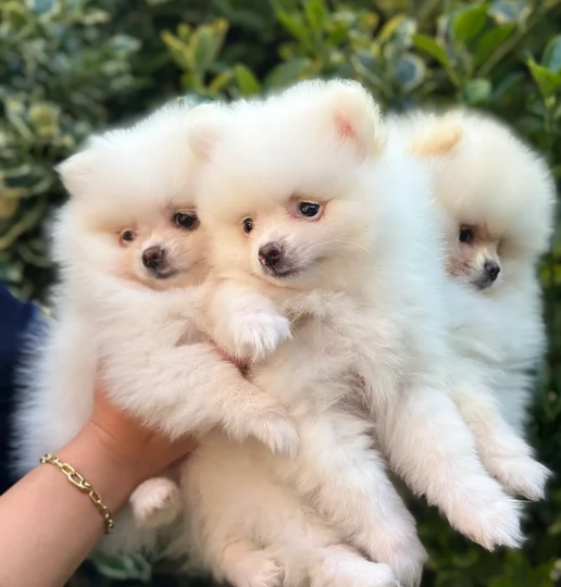 volpino pomerania toy per ladozione | Foto 0