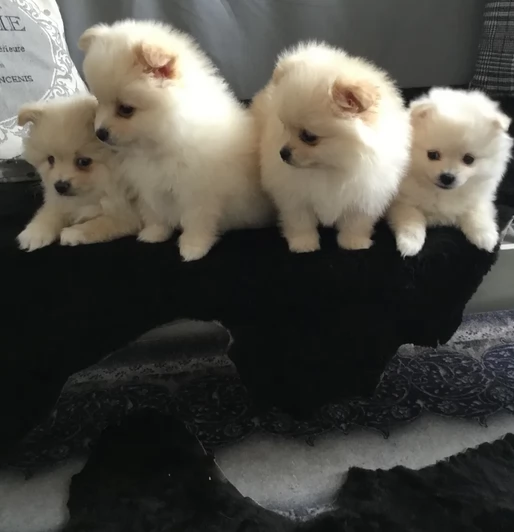 volpino pomerania toy per ladozione