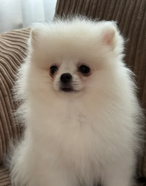 volpino pomerania toy per ladozione | Foto 1
