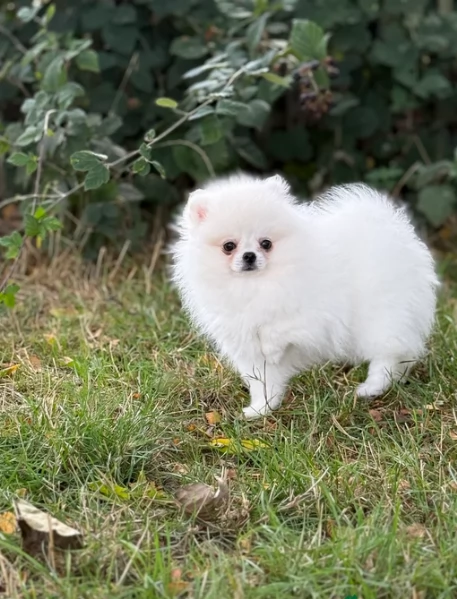 volpino pomerania toy per ladozione | Foto 0