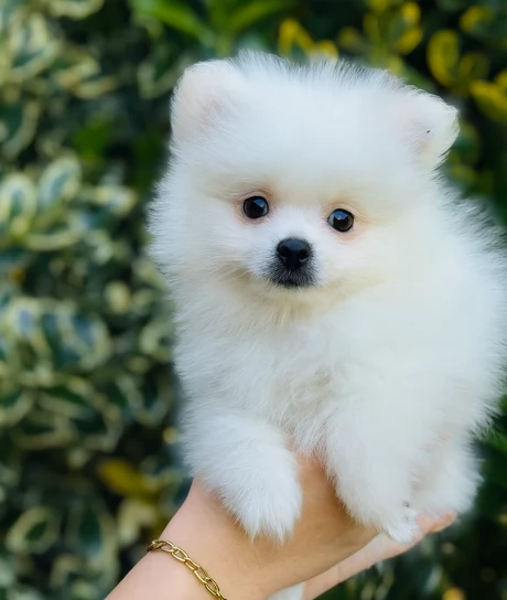 volpino pomerania toy per ladozione | Foto 1