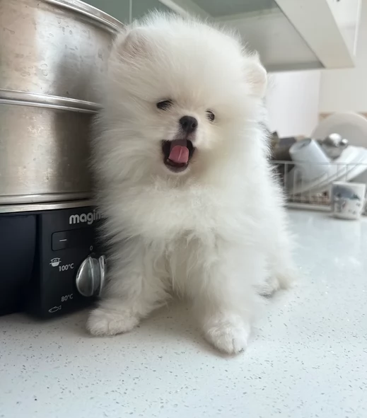 volpino pomerania toy per ladozione | Foto 0