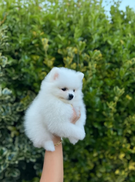 volpino pomerania toy per ladozione | Foto 5
