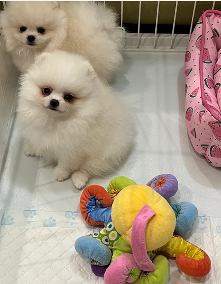 volpino pomerania toy per ladozione | Foto 4