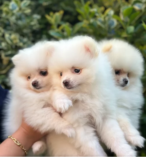 volpino pomerania toy per ladozione | Foto 3