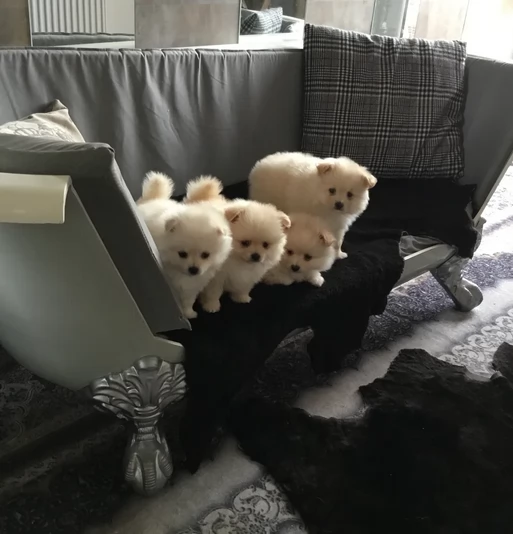 volpino pomerania toy per ladozione | Foto 1