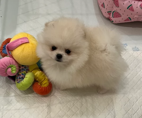 volpino pomerania toy per ladozione | Foto 0