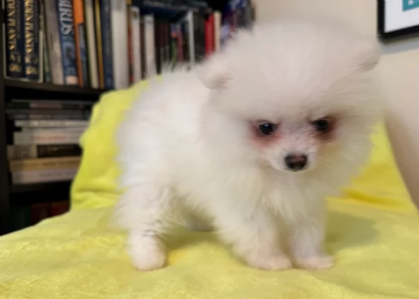 volpino pomerania toy per ladozione