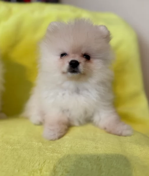 volpino pomerania toy per ladozione | Foto 0