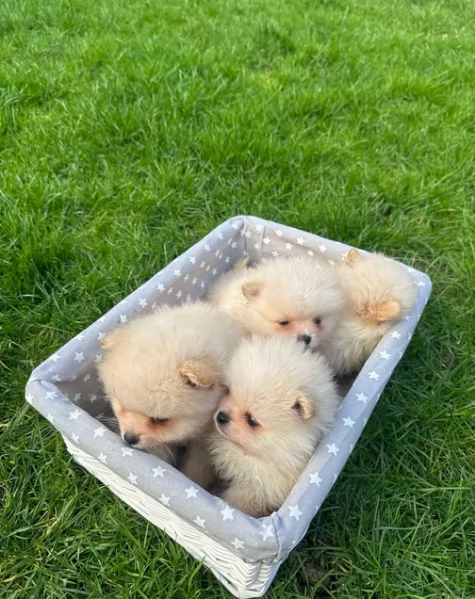 volpino pomerania toy per ladozione