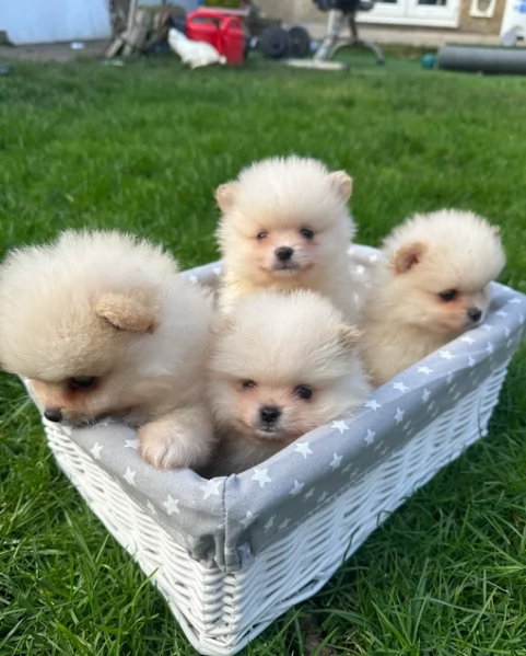 volpino pomerania toy per ladozione | Foto 3