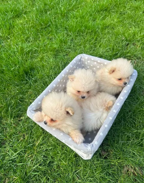 volpino pomerania toy per ladozione | Foto 1