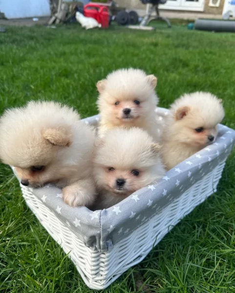 volpino pomerania toy per ladozione | Foto 0