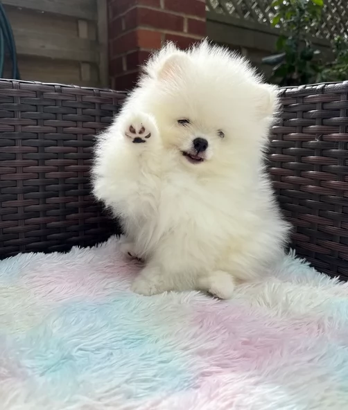 volpino pomerania toy per ladozione