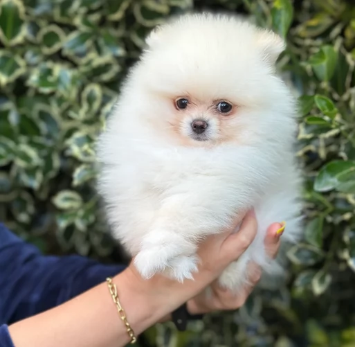 volpino pomerania toy per ladozione | Foto 0