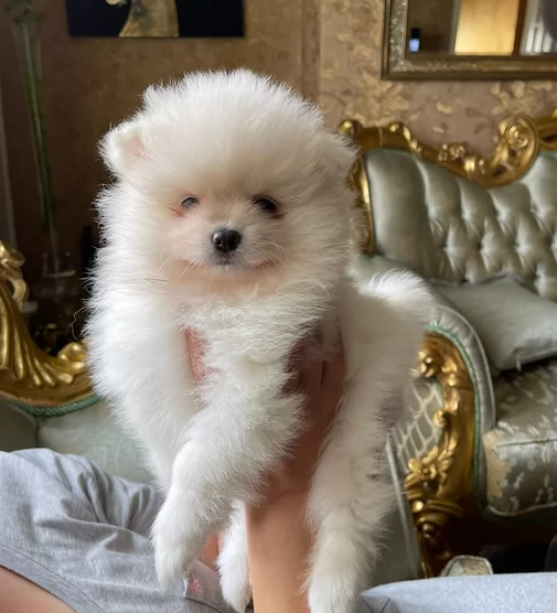 volpino pomerania toy per ladozione | Foto 3