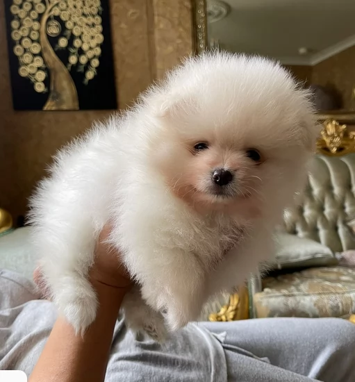 volpino pomerania toy per ladozione | Foto 1