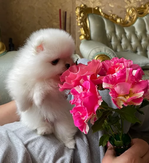 volpino pomerania toy per ladozione | Foto 0