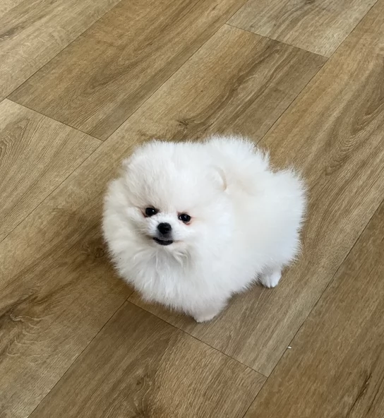 volpino pomerania toy per ladozione | Foto 5