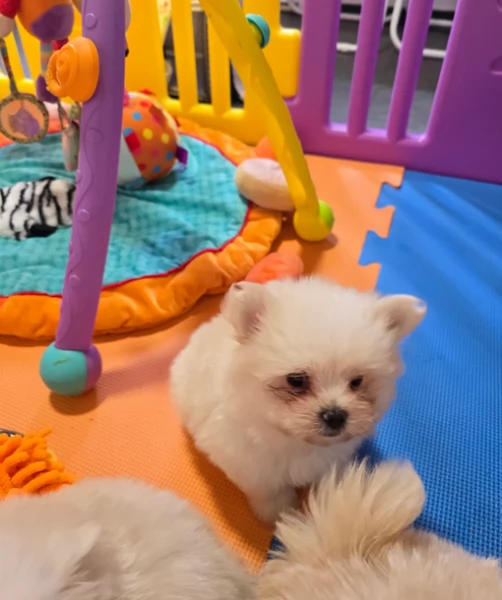 volpino pomerania toy per ladozione | Foto 3