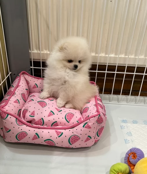 volpino pomerania toy per ladozione | Foto 1