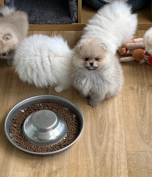 volpino pomerania toy per ladozione | Foto 0