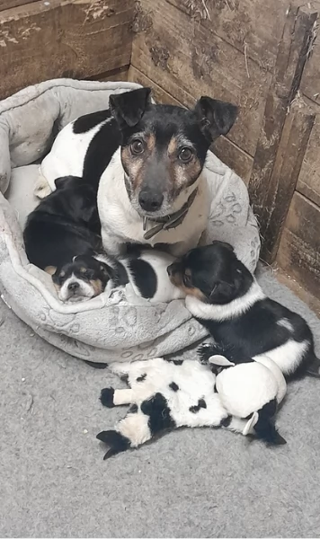 Cuccioli di Jack Russell in cerca di adozione | Foto 1