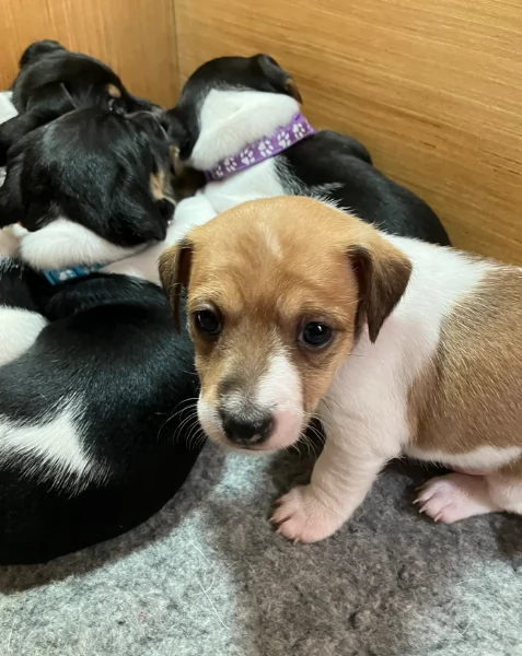 Cuccioli di Jack Russell in cerca di adozione | Foto 0