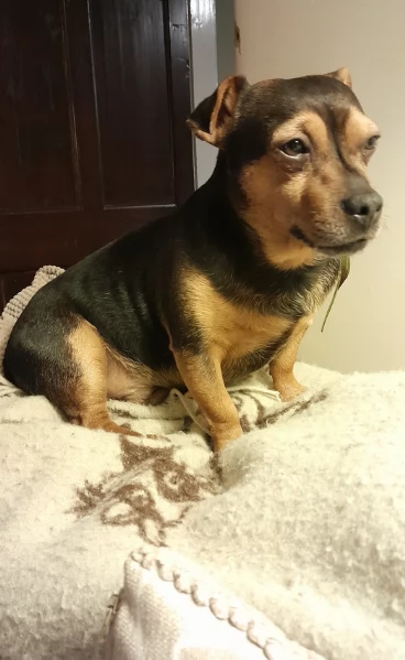 Cuccioli di Jack Russell in cerca di adozione | Foto 2