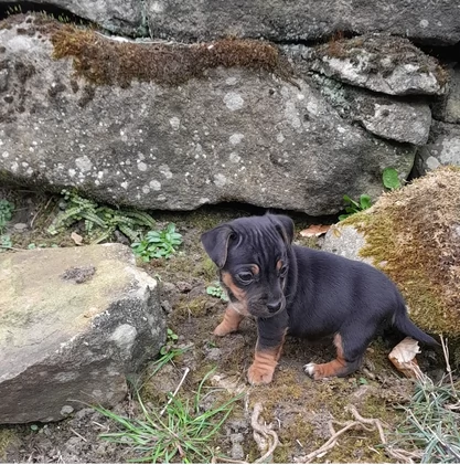 Cuccioli di Jack Russell in cerca di adozione