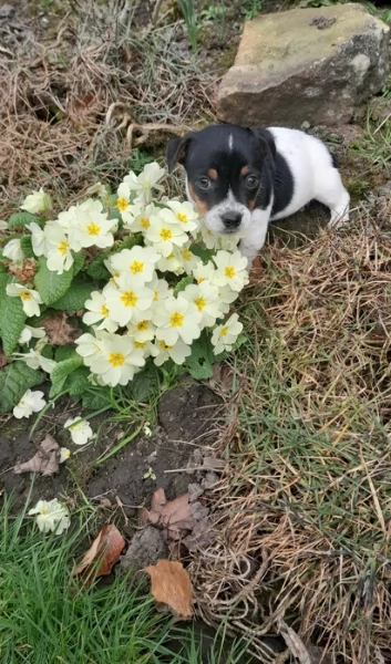 Cuccioli di Jack Russell in cerca di adozione | Foto 1