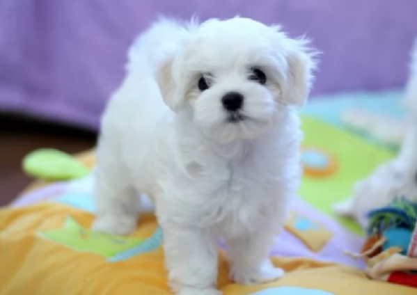 piccolissima cuccioli di maltes bellissimi per ladozione | Foto 4