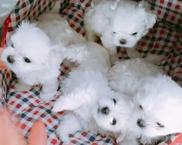 piccolissima cuccioli di maltes bellissimi per ladozione | Foto 3