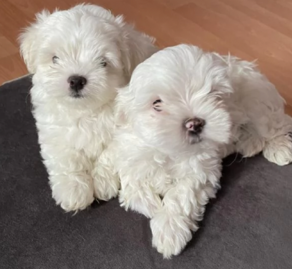 piccolissima cuccioli di maltes bellissimi per ladozione | Foto 1