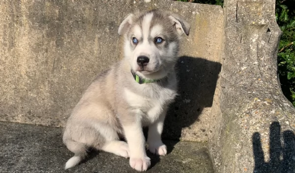  cuccioli di siberian husky per ladozione | Foto 6
