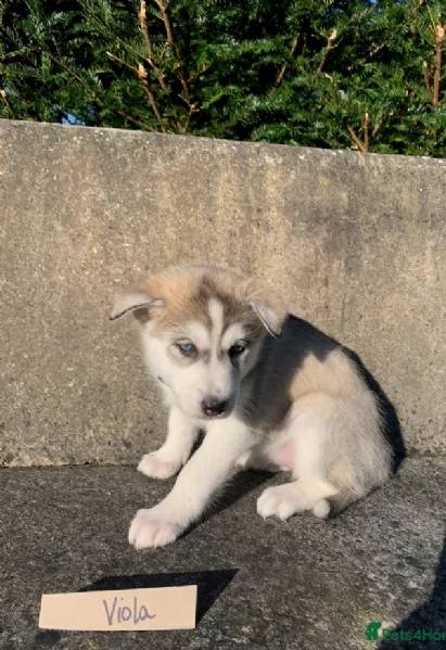  cuccioli di siberian husky per ladozione