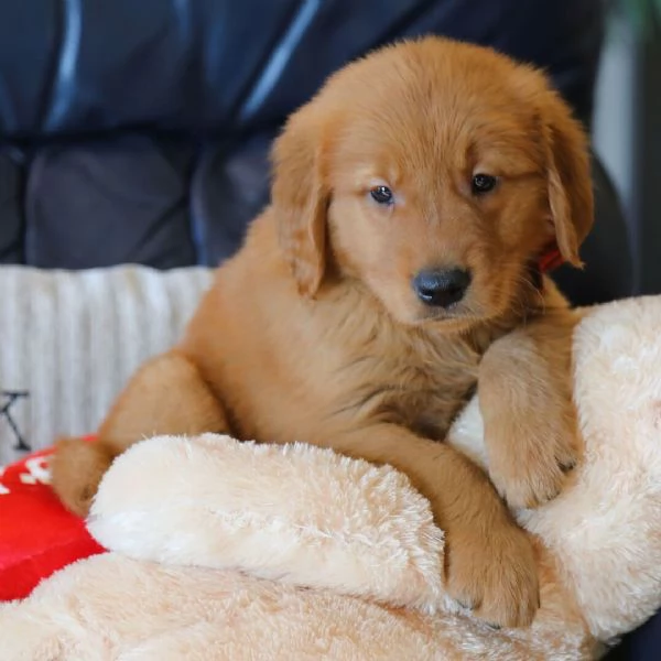 Golden retriever en adopcion hidden