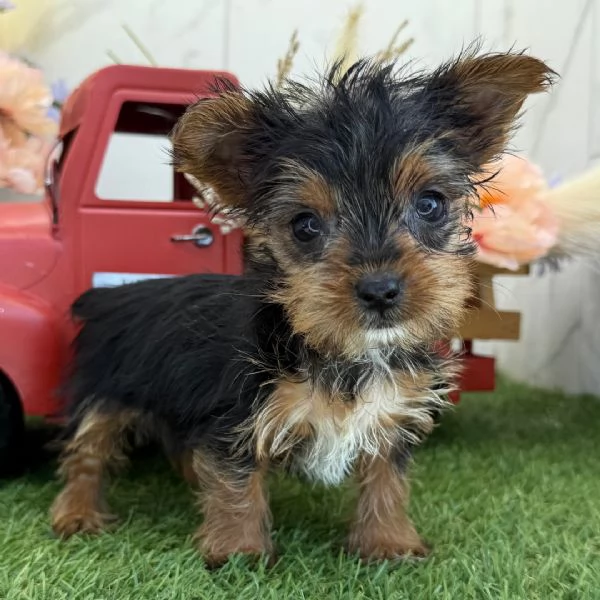 Yorkshire Terrier 
