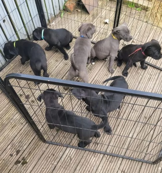 Cane Corso cuccioli maschio e femmina