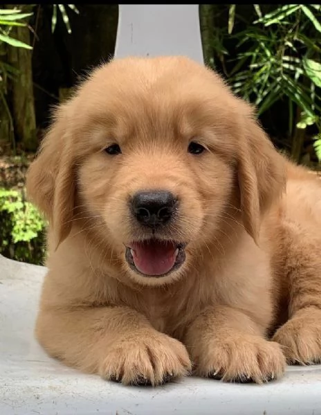  Golden Retriever cuccioli maschio e femmina