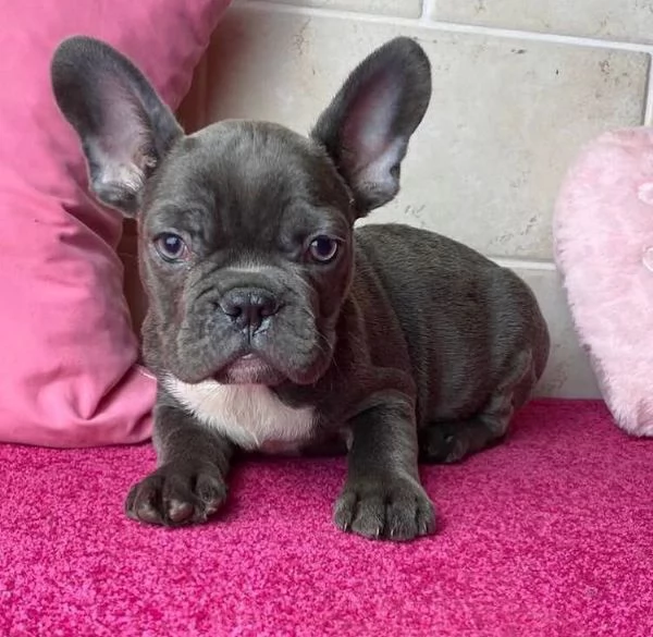  Bulldog Francese cuccioli maschio e femmina